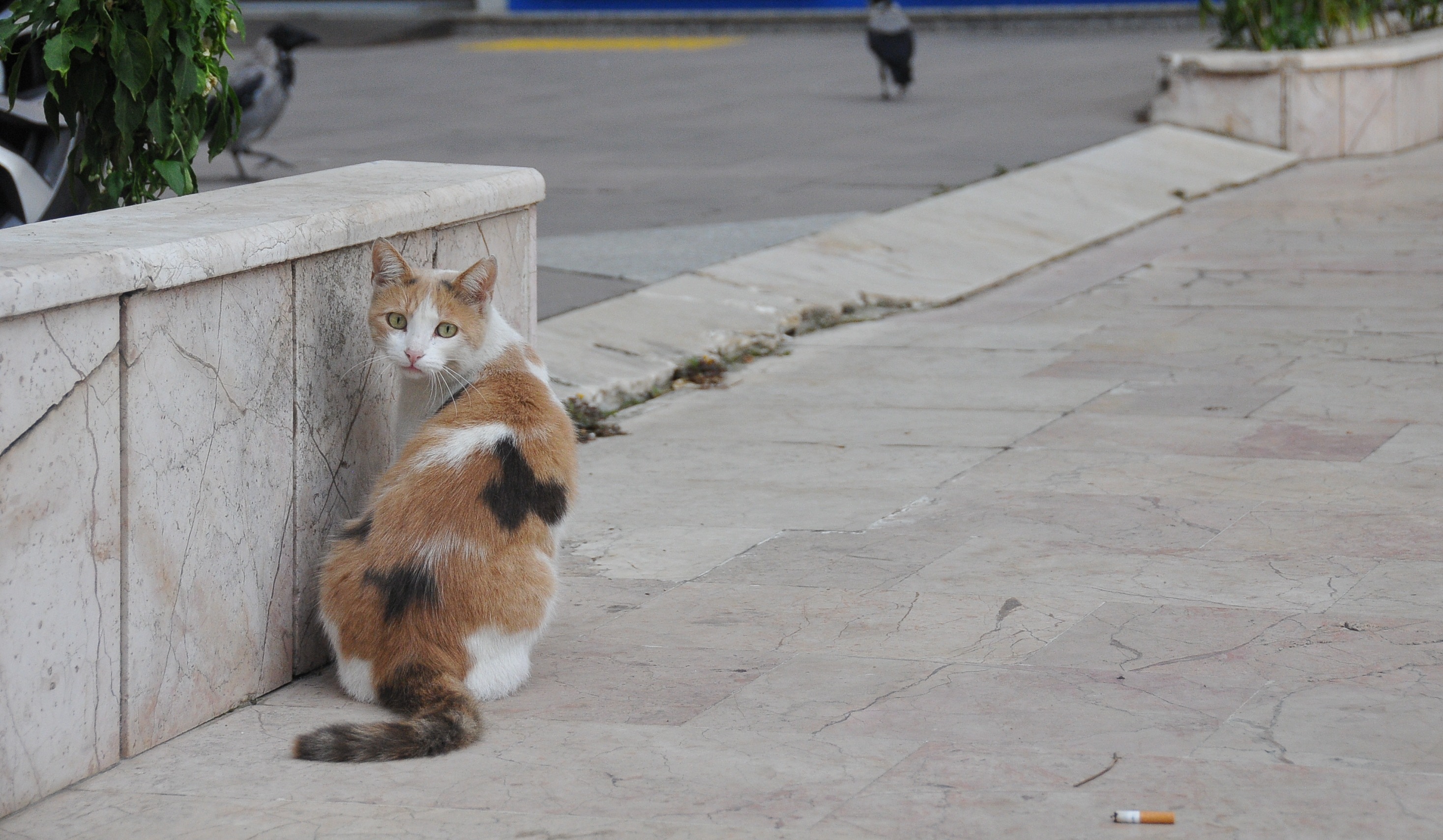 Kadıköy duraklarının kedileri Haberler